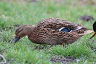 mallard-ducks-animals-bird-278446.jpg