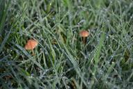 mushrooms-fungi-autumn-green-grass-1037476.jpg