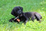 puppy-black-labrador-cute-pet-637784.jpg