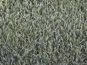 wheat-cereals-wheat-spike-cornfield-391034.jpg