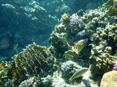 underwater-sea-fish-coral-245120.jpg