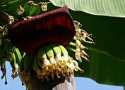 banana-bunch-flowers-blossoms-323060.jpg