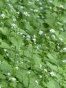 garlic-mustard-blossom-bloom-white-116291.jpg