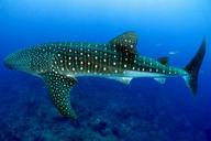 whale-shark-swimming-ocean-sea-936691.jpg