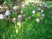 mushrooms-fungi-nature-green-grass-951307.jpg