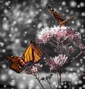 monarch-butterfly-flower-plant-573510.jpg