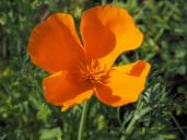 california-poppy-orange-flowers-714817.jpg