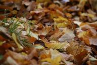 autumn-leaves-fall-foliage-199901.jpg