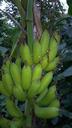 banana-shrub-banana-shrub-674692.jpg