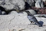 raven-crab-birds-birdwatching-1493680.jpg