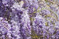 wisteria-flowers-flora-flowering-1488954.jpg