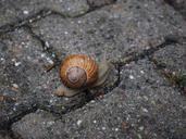 snail-shell-mollusk-reptile-694138.jpg