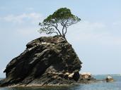 tree-alone-rock-sea-blue-sky-667923.jpg