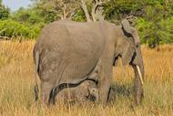 elephant-botswana-africa-523242.jpg