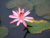 lily-pink-bloom-flower-nature-451773.jpg