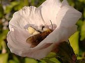 flower-pollen-hibiscus-bee-insect-110844.jpg