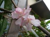 cherry-blossoms-spring-674146.jpg