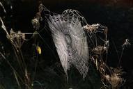 spider-webs-cobweb-dew-network-947967.jpg