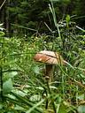 fungus-brown-cap-boletus-grass-346220.jpg