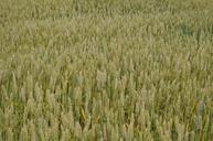 barley-field-nature-harvest-1019700.jpg