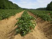 agriculture-farming-fields-field-71353.jpg