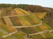 vineyard-nature-wine-landscape-233338.jpg