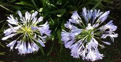 lily-of-the-nile-agapanthus-france-1540982.jpg