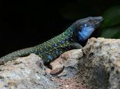 lizard-cheeky-curious-keck-406768.jpg