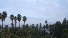 palm-trees-green-sky-631183.jpg