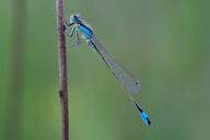 dragonfly-small-dragonfly-1042089.jpg