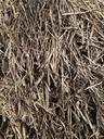 straw-grain-grass-422417.jpg