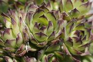 succulents-structure-texture-plant-1377600.jpg