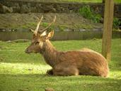 deer-male-captive-395846.jpg