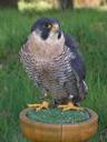 peregrine-falcon-falco-peregrinus-564507.jpg