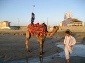 camel-ride-red-animal-951175.jpg