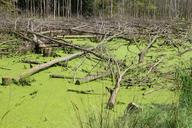 swamp-moor-green-water-forest-883722.jpg