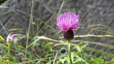 wildflowers-flowers-purple-garden-1164035.jpg