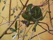 chameleon-lizard-branches-animal-902448.jpg