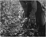 Near_Coolidge,_Arizona._White_cotton_picker_gathers_the_lint._-_NARA_-_522237.jpg