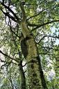 birch-tree-trees-birch-tall-leaves-363648.jpg