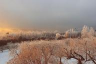 winter-frozen-trees-nature-406898.jpg