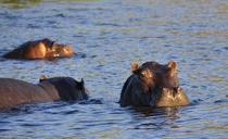 hippo-hippopotamus-river-water-73142.jpg