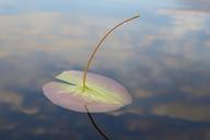 lily-pad-bwca-637812.jpg