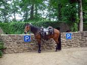 horse-mount-saddle-brown-livestock-350390.jpg