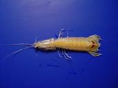 mantis-shrimp-gulf-of-mexico-marine-587723.jpg