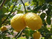 lemon-limone-lemon-tree-1117567.jpg