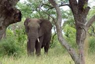 elephant-south-africa-kruger-park-1037335.jpg