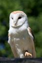 barn-own-owl-bird-white-close-up-220443.jpg