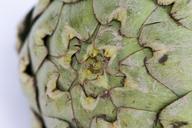 macro-background-artichoke-1347907.jpg