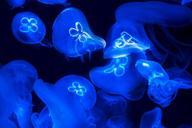 jellyfish-sea-water-sea-animal-580349.jpg